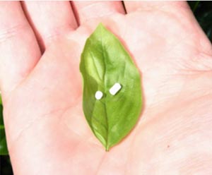 Physician BHRT Training: Understanding Subdermal Pellets